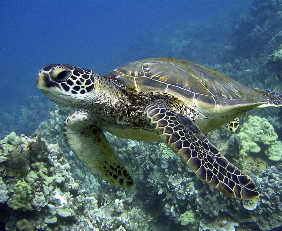 Апарт отель Pats At Punalu'U Hau'ula Экстерьер фото